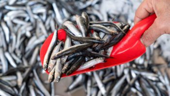 Anchoveta sin peso