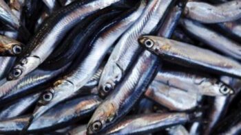 ¿La anchoveta es un secreto de Estado?