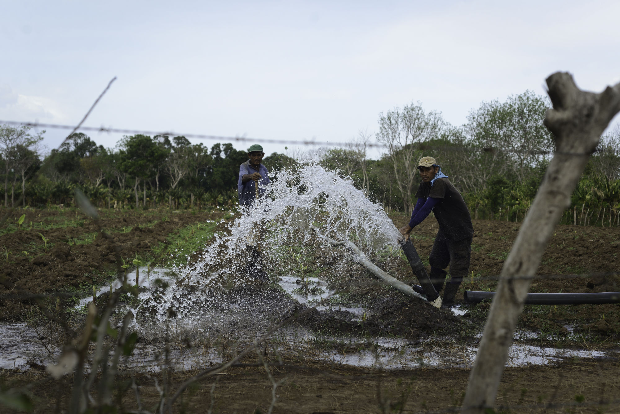 Agricultores de plátanos usan el agua del Gran Lago para regar los sembradíos en El Cangrejal, San Jorge, Rivas. (Foto: Carlos Herrera/Confidencial)